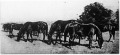 (Előtérben egy arabs-telivér, a többiek anglo-arabs telivérek) Kancák a legelőn