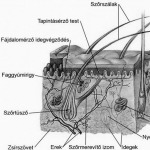 A bőr szerkezete