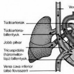 Szív és vérkeringés