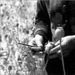 Harvesting  ópium  aratás