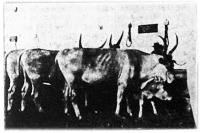 Sinór, hétéves magyarfajta tehén; első díjat nyert.