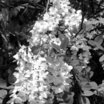 A fehér akác virága