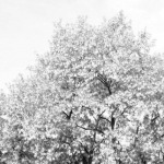 A fehér akácfa virágba borulva
