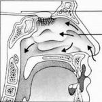 Az emberi orr belső felépítése