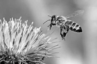 A méh nektártánca