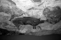 Az ősember barlangrajza: Bölények