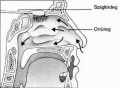 Az emberi orr belső felépítése