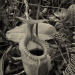 Nepenthes - kancsóka