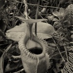 Nepenthes korsója