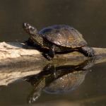 Mocsári teknős(Emys)