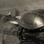 Mocsári teknős