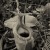Élő állatok és növények a Nepenthes korsóiban