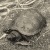  A teknősbéka a Dunántúlon