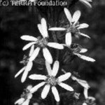 Szibériai hamuvirág (Ligularia sibirica)