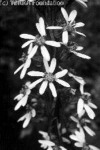 Szibériai hamuvirág (Ligularia sibirica)