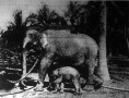 A ceyloni elefánt