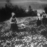 Virágtenger Svédországban