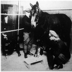 Röntgennel vizsgálják a ló lábát, hogy megállapítsák, miért sántít