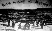 Pingvinek a déli sarkvidék jégmezőin
