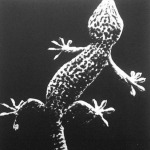 A gekko-gyík