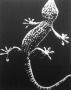 A gekko-gyík