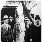 Bitó András szegedi halászati felügyelő hat halásza egy 105 kilós és közel három méter hosszú harcsát fogott a Tiszából