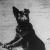 Alvinczi Éda, a magyar Rin-Tin-Tin Alvinczi Éda, a magyar Rin-Tin-Tin