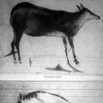 Húszezer év előtti állatképek húszezer éves festményeken