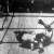 Primo Carnera és Max Baer küzdelme